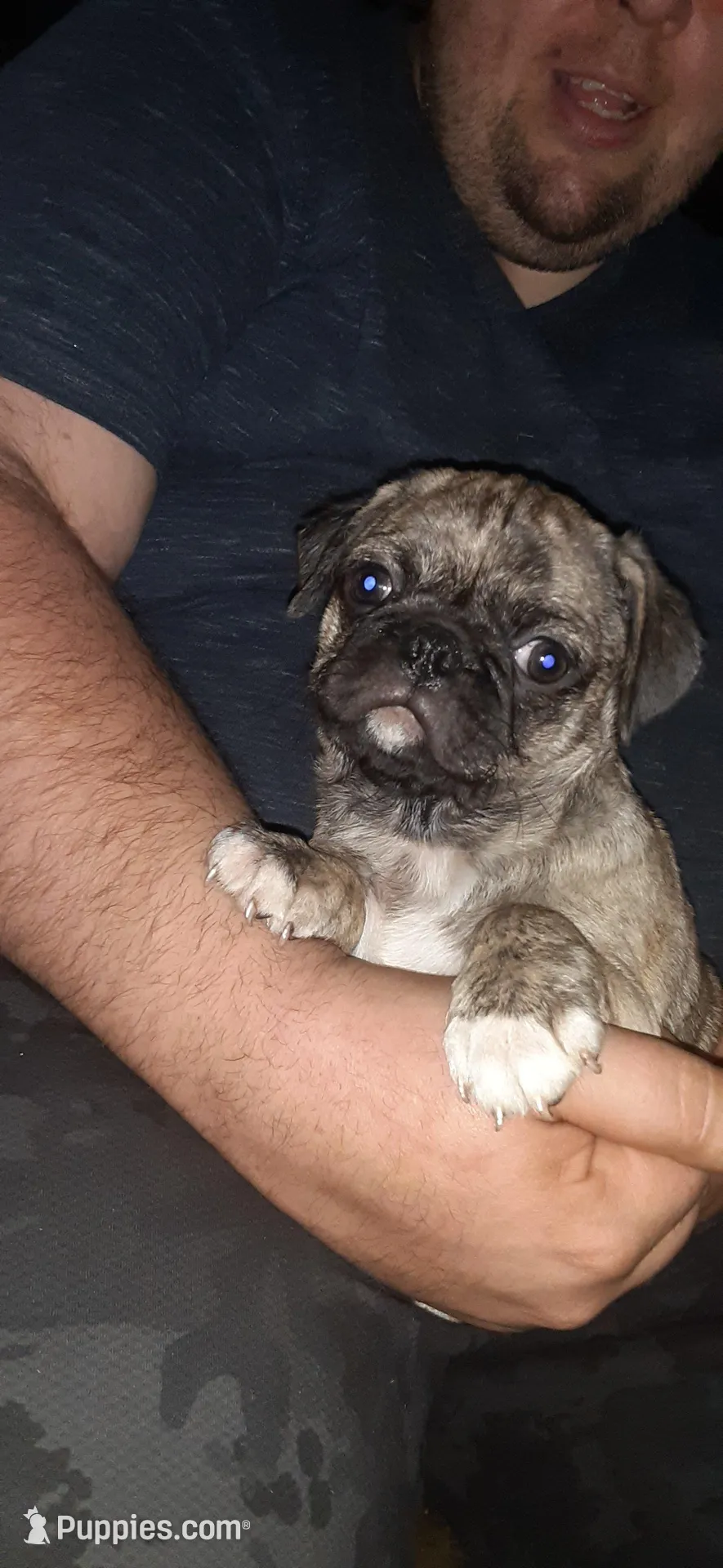 Marty, a male Pug for sale in Decatur, IN – Photo 6 of 6