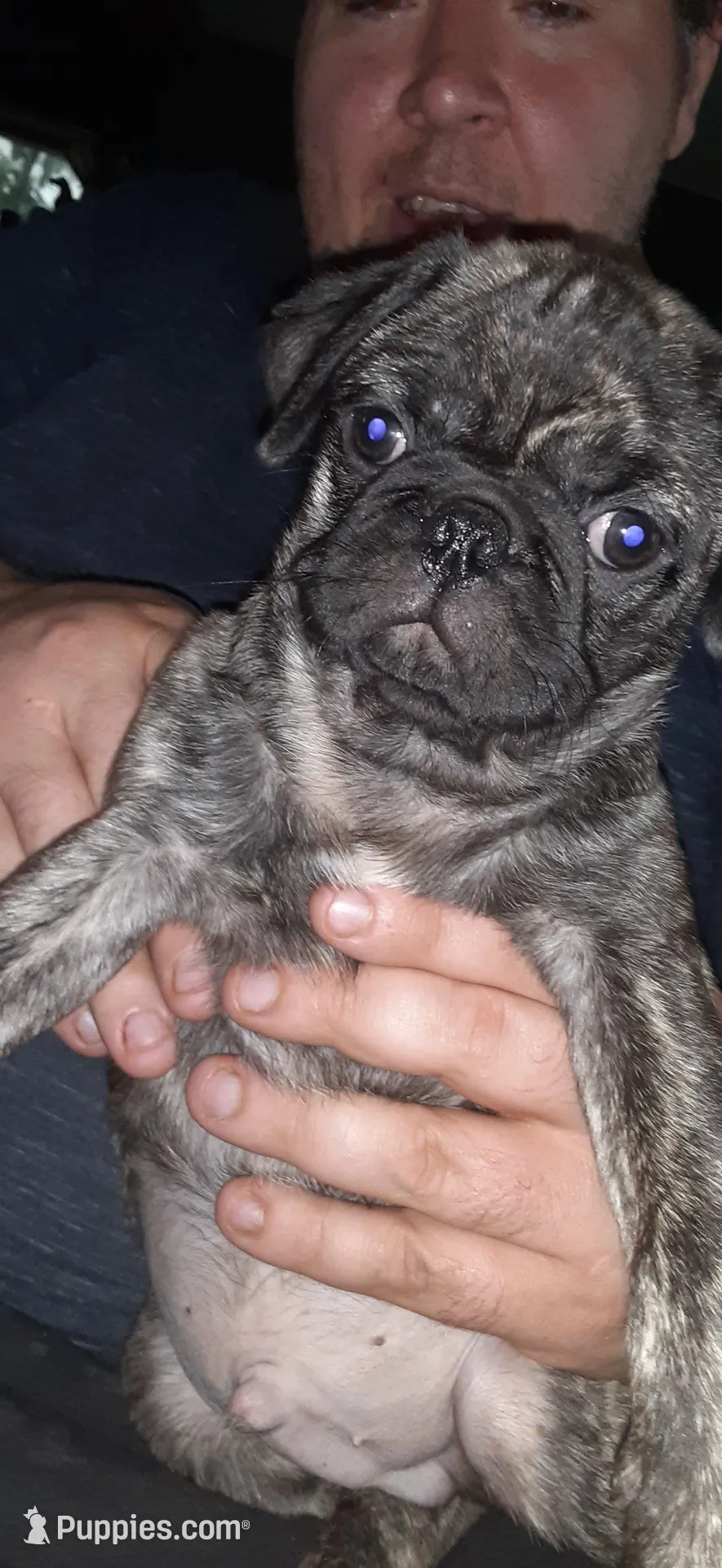 Mojo, a male Pug for sale in Decatur, IN – Photo 4 of 5