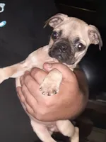 Jr., a male Pug for sale in Decatur, IN – 7 of 8