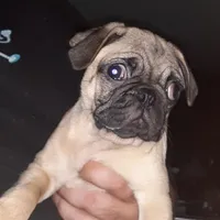 Brie, a female Pug for sale in Decatur, IN – 5 of 9