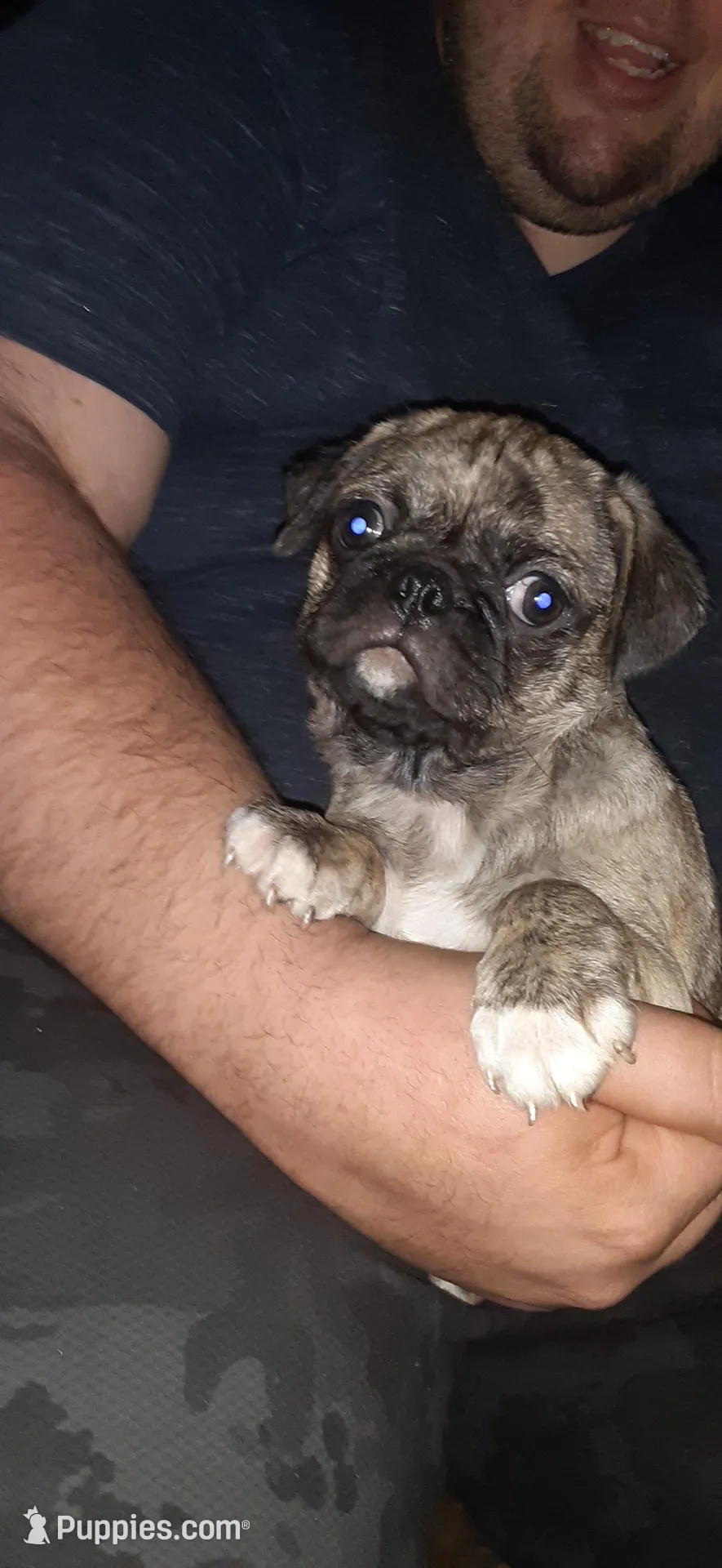 Marty, a male Pug for sale in Decatur, IN – Photo 4 of 6