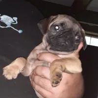 Bruno, a male Pug for sale in Decatur, IN – 7 of 10