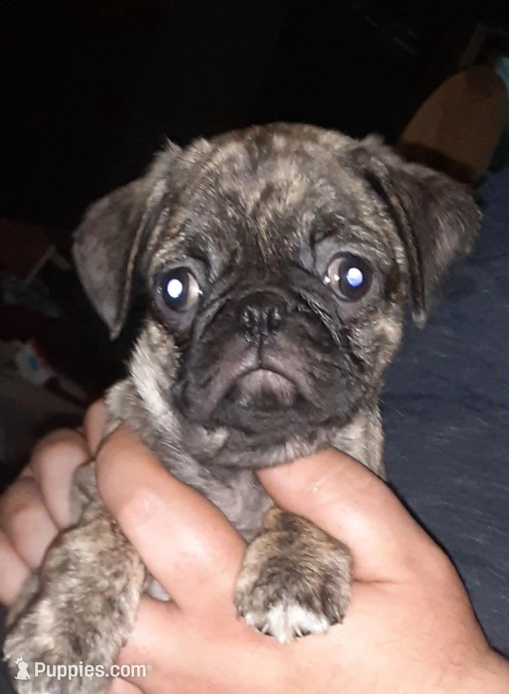 Misty, a female Pug for sale in Decatur, IN – Photo 3 of 6