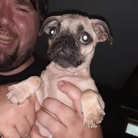 Jr., a male Pug for sale in Decatur, IN – 3 of 8