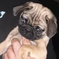 Bruno, a male Pug for sale in Decatur, IN – 8 of 10