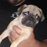 Brie, a female Pug for sale in Decatur, IN – 1 of 9