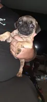 Bruno, a male Pug for sale in Decatur, IN – 10 of 10