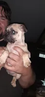 Jr., a male Pug for sale in Decatur, IN – 8 of 8