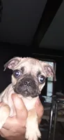 Jr., a male Pug for sale in Decatur, IN – 6 of 8