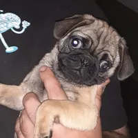 Buster, a male Pug for sale in Decatur, IN – 8 of 8