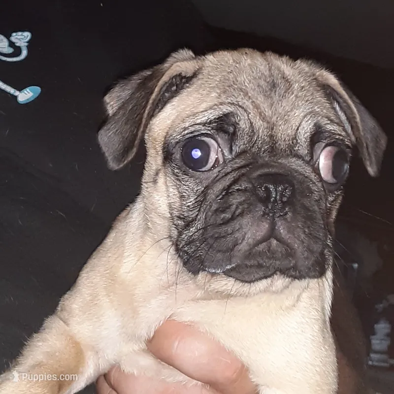 Brie – Pug puppy for sale in Decatur, IN