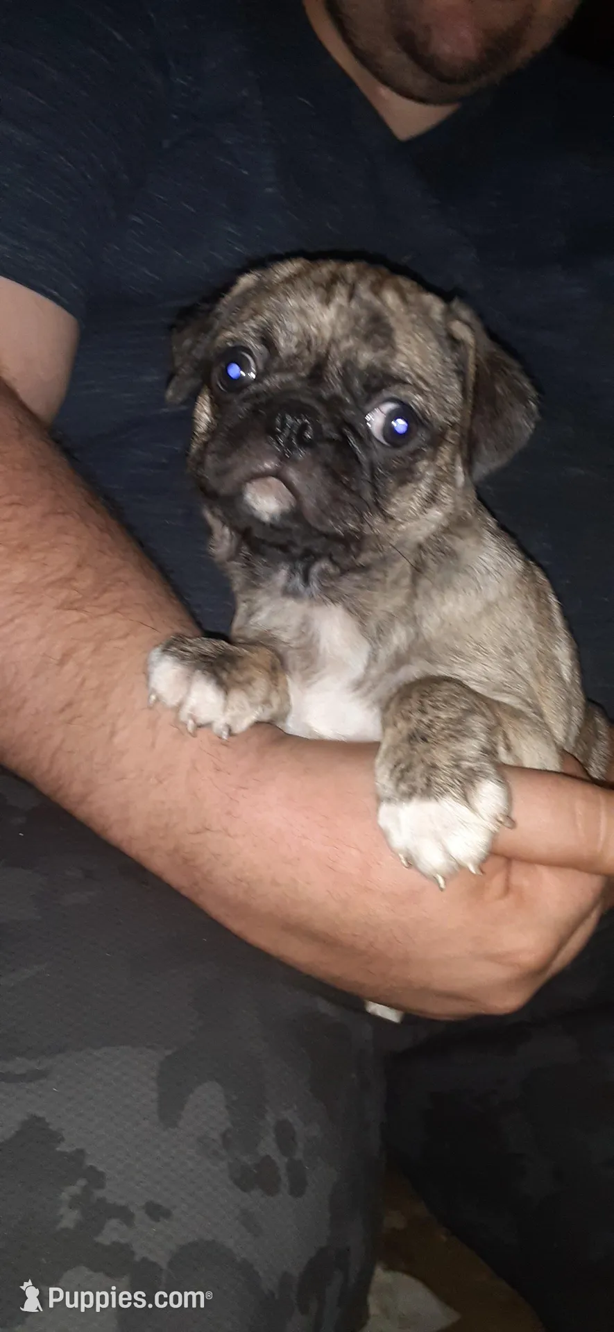 Marty, a male Pug for sale in Decatur, IN – Photo 2 of 6