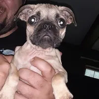 Jr., a male Pug for sale in Decatur, IN – 2 of 8