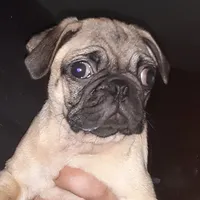 Brie, a female Pug for sale in Decatur, IN – 6 of 9