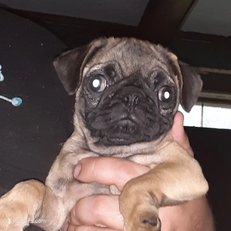 Bruno – Pug puppy for sale in Decatur, IN