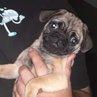 Buster, a male Pug for sale in Decatur, IN – 7 of 8