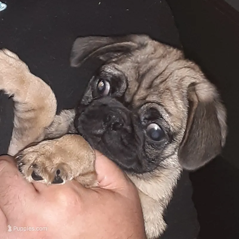 Buster – Pug puppy for sale in Decatur, IN