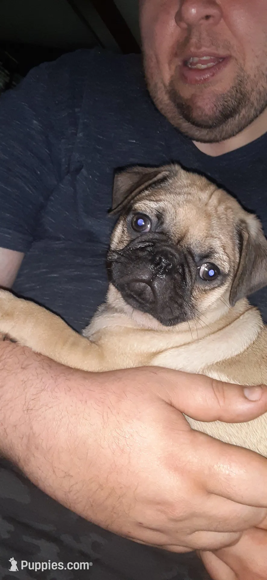 Maximus, a male Pug for sale in Decatur, IN – Photo 2 of 6