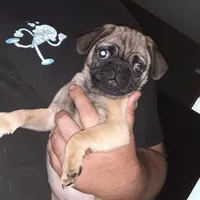 Buster, a male Pug for sale in Decatur, IN – 6 of 8