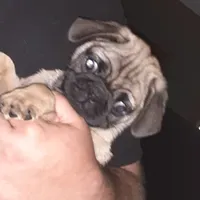 Buster, a male Pug for sale in Decatur, IN – 4 of 8