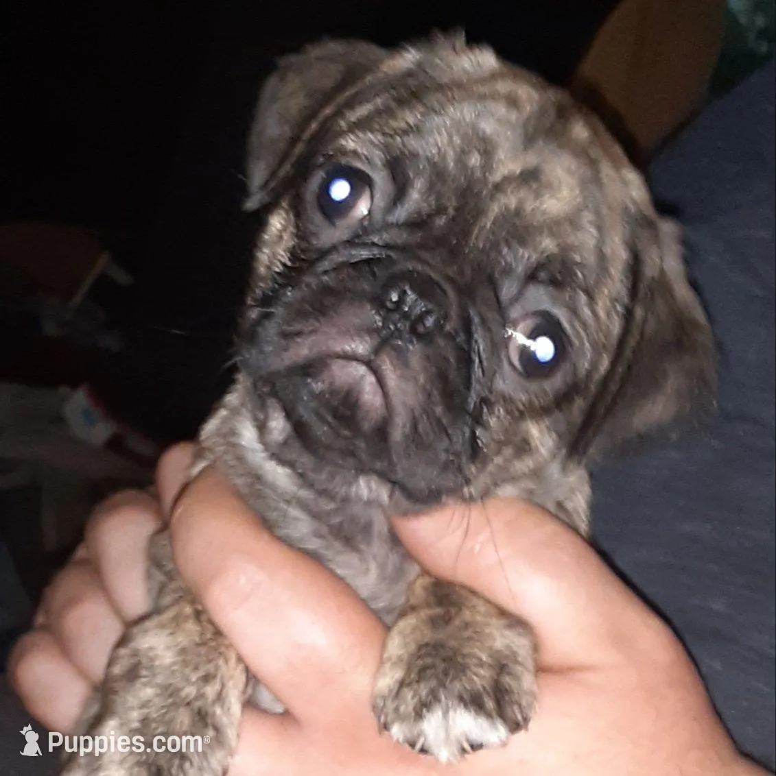 Misty, a female Pug for sale in Decatur, IN – Photo 4 of 6