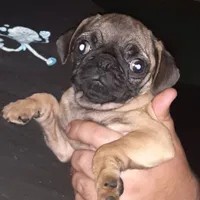 Bruno, a male Pug for sale in Decatur, IN – 3 of 10