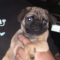 Bruno, a male Pug for sale in Decatur, IN – 6 of 10