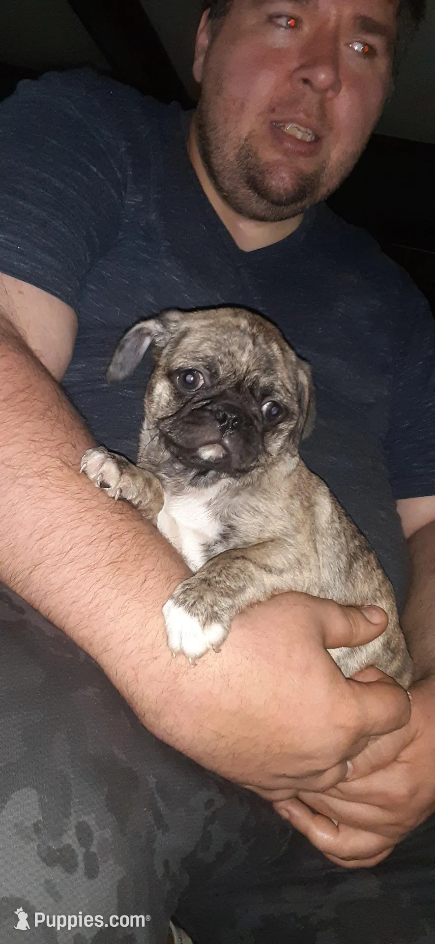 Mia, a female Pug for sale in Decatur, IN – Photo 2 of 5