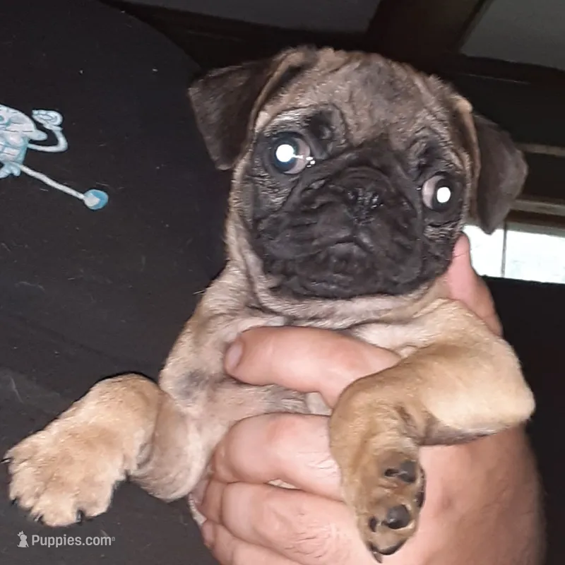 Bruno – Pug puppy for sale in Decatur, IN