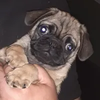 Buster, a male Pug for sale in Decatur, IN – 2 of 8