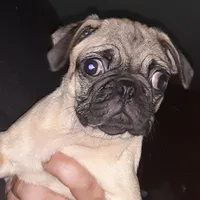 Brie, a female Pug for sale in Decatur, IN – 9 of 9