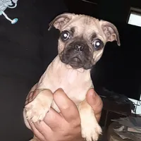 Jr., a male Pug for sale in Decatur, IN – 4 of 8