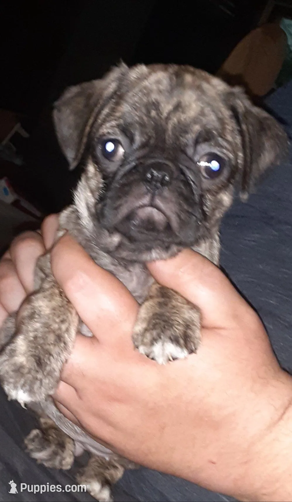 Misty, a female Pug for sale in Decatur, IN – Photo 2 of 6