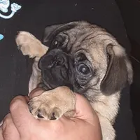 Buster, a male Pug for sale in Decatur, IN – 5 of 8