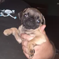 Bruno, a male Pug for sale in Decatur, IN – 5 of 10