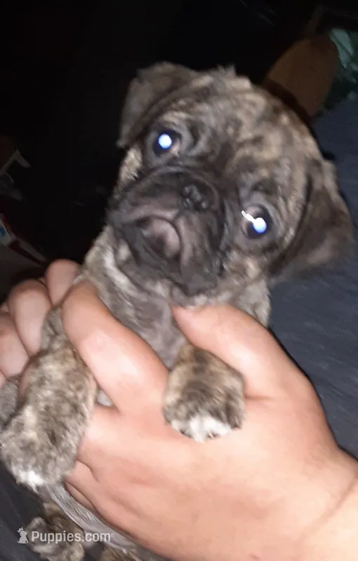Misty – Pug puppy for sale in Decatur, IN