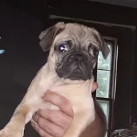 Brie, a female Pug for sale in Decatur, IN – 3 of 9