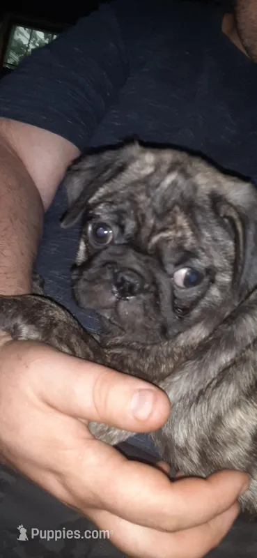 Mojo – Pug puppy for sale in Decatur, IN