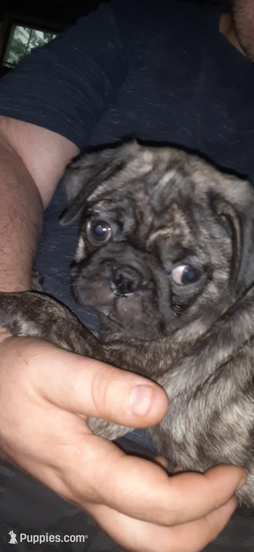 Mojo, a male Pug for sale in Decatur, IN – Photo 1 of 5