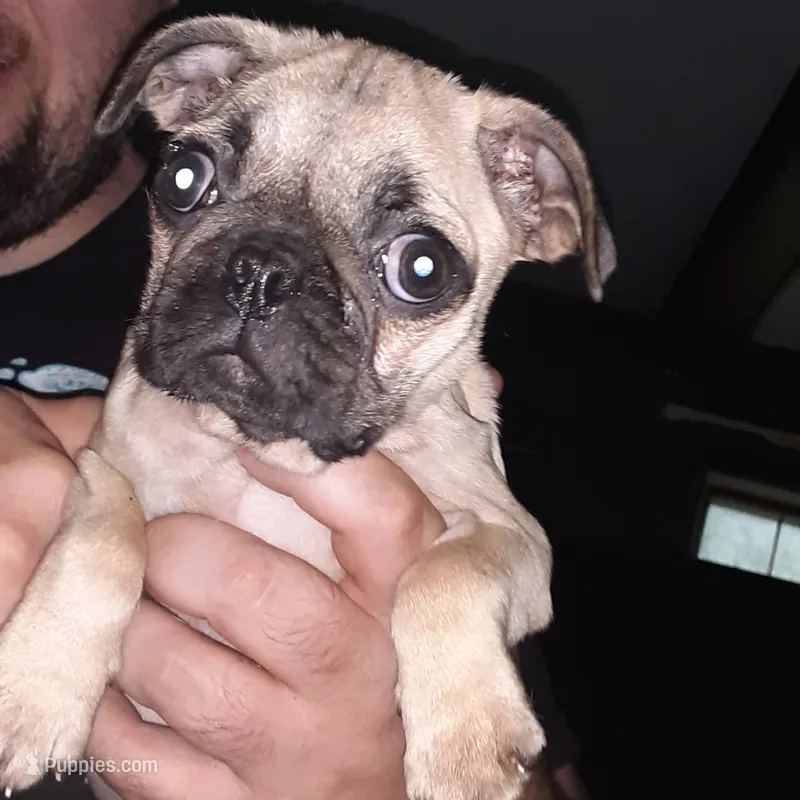 Jr. – Pug puppy for sale in Decatur, IN