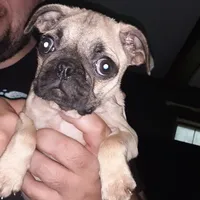 Jr., a male Pug for sale in Decatur, IN – 1 of 8
