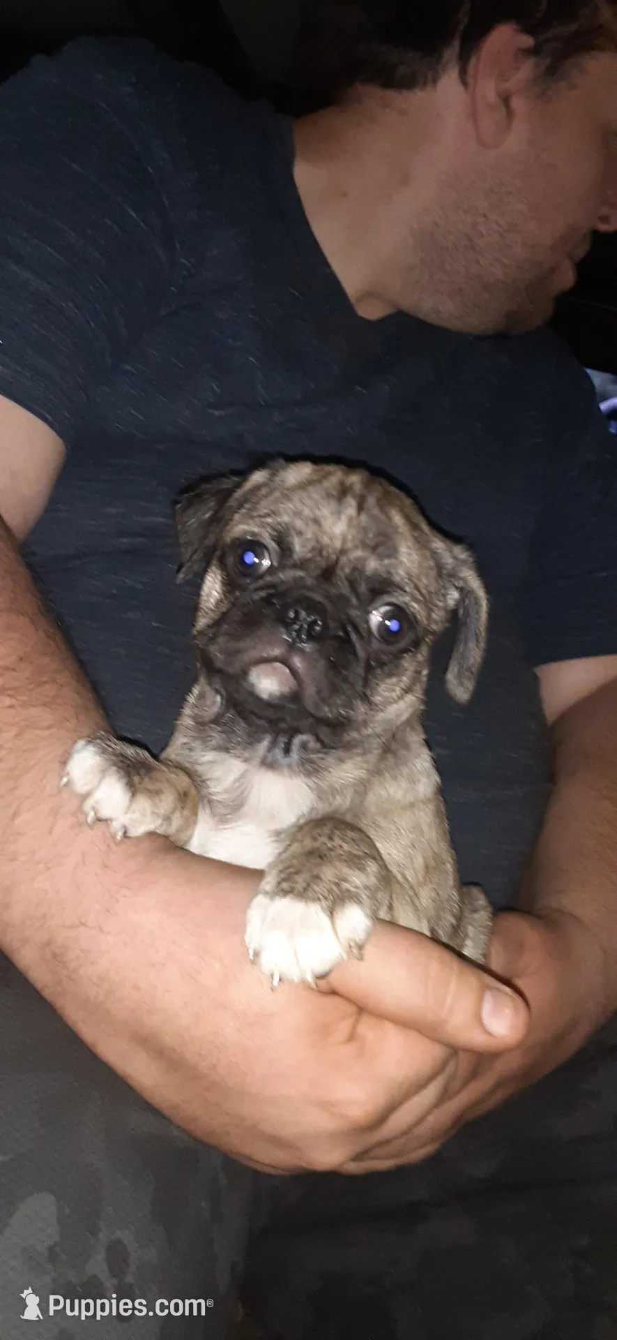Marty, a male Pug for sale in Decatur, IN – Photo 5 of 6