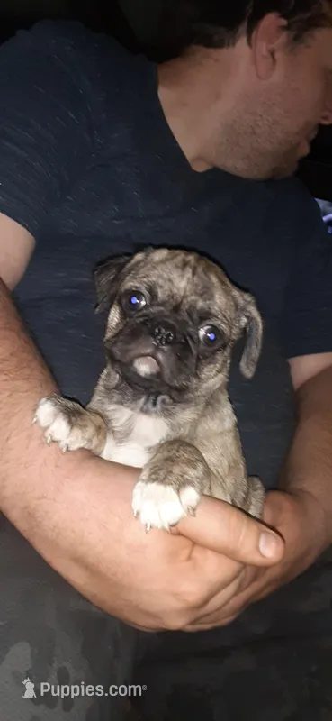 Mia – Pug puppy for sale in Decatur, IN