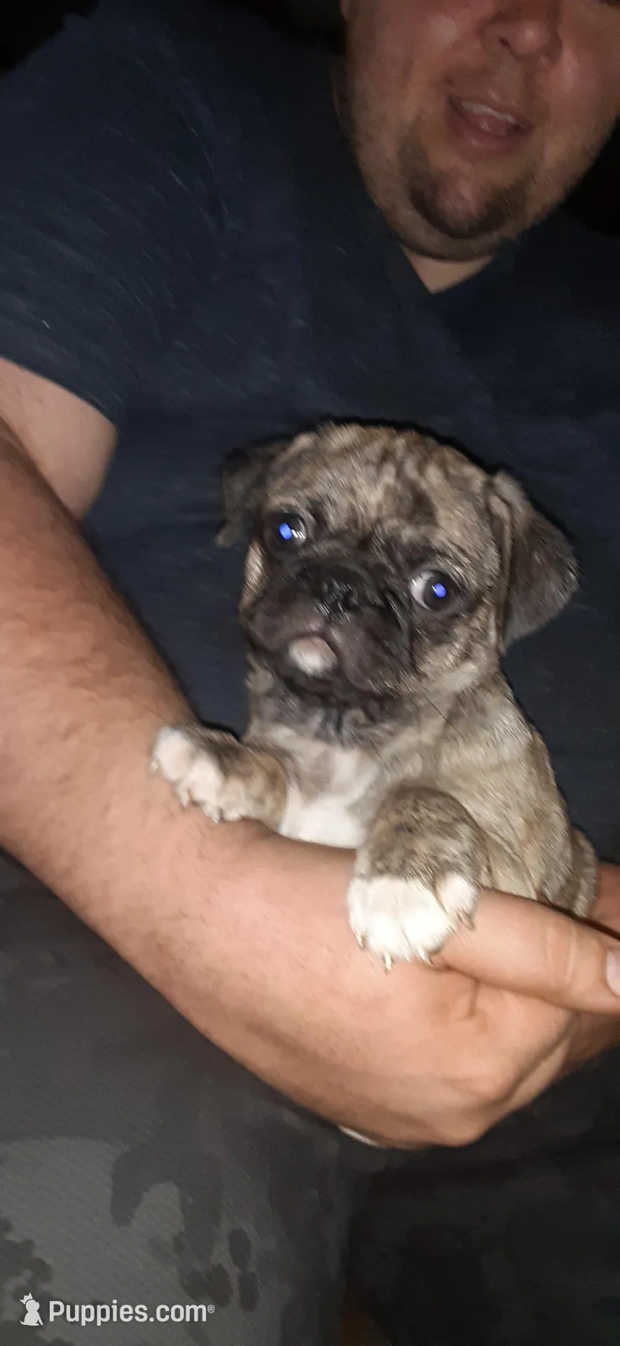 Marty, a male Pug for sale in Decatur, IN – Photo 1 of 6