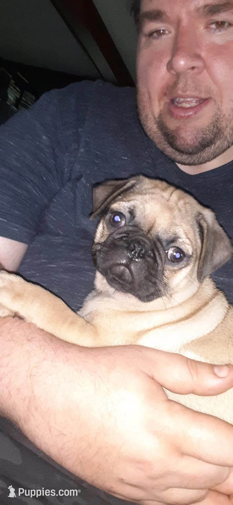 Maximus, a male Pug for sale in Decatur, IN – Photo 4 of 6