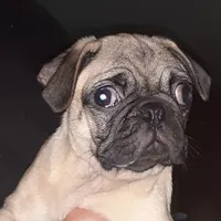 Brie, a female Pug for sale in Decatur, IN – 8 of 9
