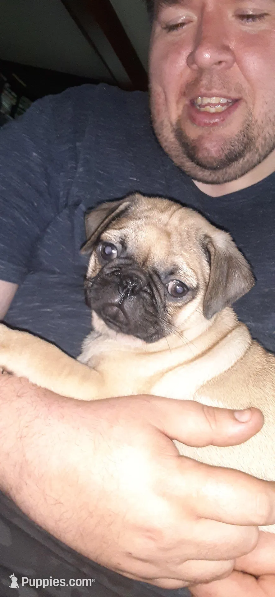 Maximus, a male Pug for sale in Decatur, IN – Photo 3 of 6