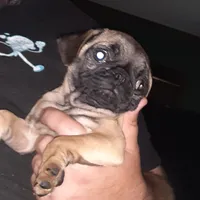 Bruno, a male Pug for sale in Decatur, IN – 9 of 10