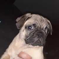 Brie, a female Pug for sale in Decatur, IN – 2 of 9