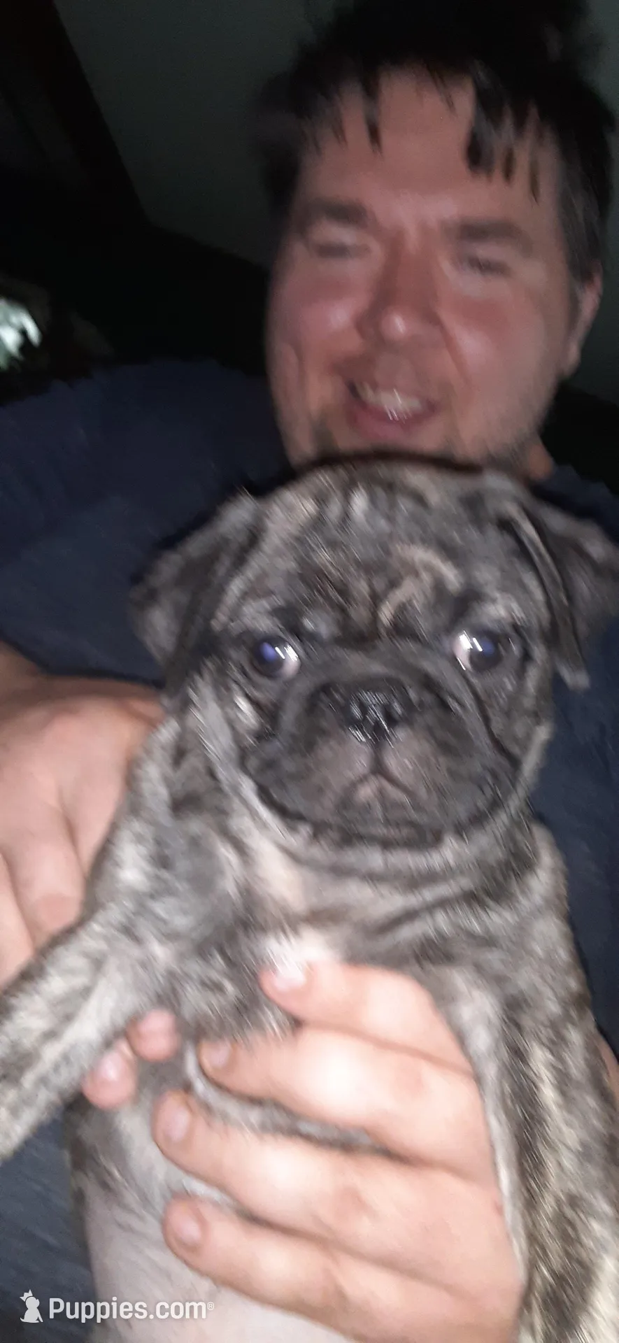 Mojo, a male Pug for sale in Decatur, IN – Photo 5 of 5